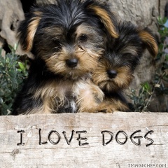 i love dogs
